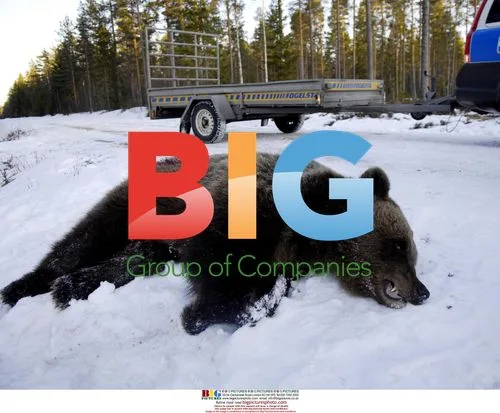 Forestry worker attacked by bear in Sweden