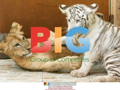 Tiger and lion cubs playing