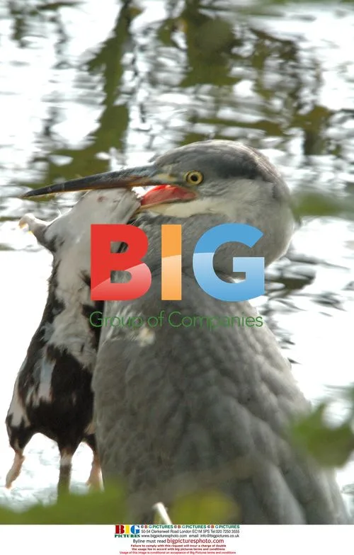 Heron Catches Rat in Marlow, UK