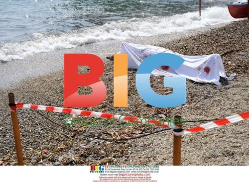 Dolphin found dead on beach in Genoa