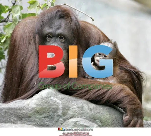 Bornean Orangutan Sophia and Newborn