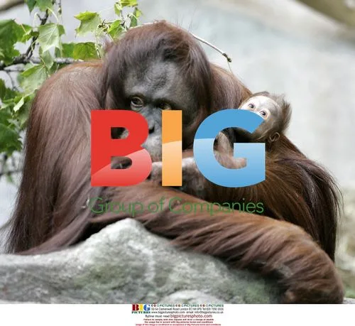 Bornean Orangutan Sophia Gives Birth at Brookfield Zoo