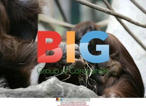Bornean Orangutan Mother and Newborn