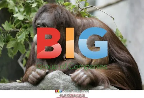 Bornean Orangutan Newborn at Brookfield Zoo
