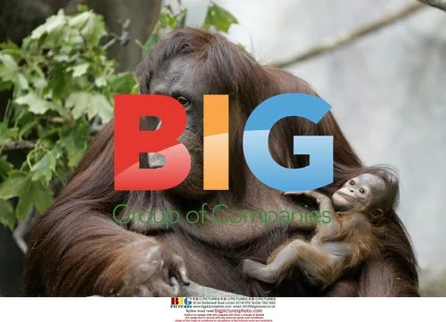 Endangered Bornean Orangutan Gives Birth