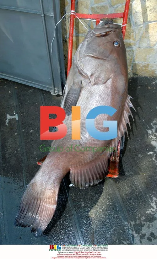 Paolo Milillo catches record Groper