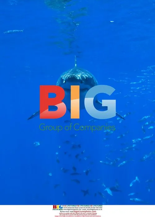 Great White Shark Research Off Isla Guadalupe