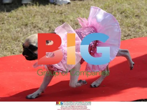 Carlino Dog Olympics in Tuscany