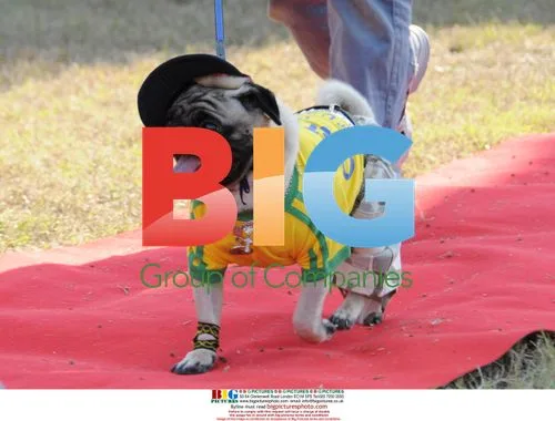 Carlino Dog Olympic Games in Tuscany