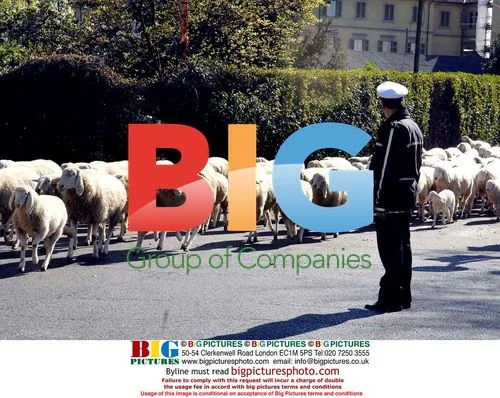 Sheep Invade Torino, Italy to Cut Grass