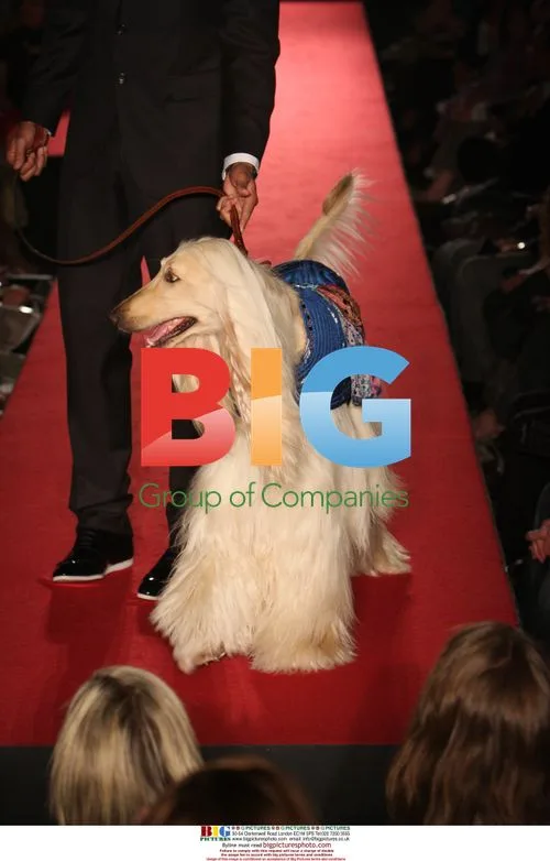 Pet A Porter Dog Fashion Show at Harrods