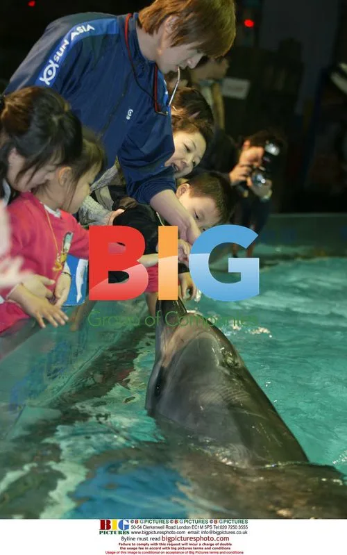 Dolphins Assist Autistic Children in China