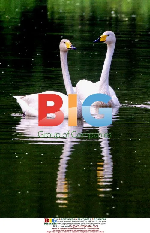 Swans Enjoy Sunny Spring Day in China
