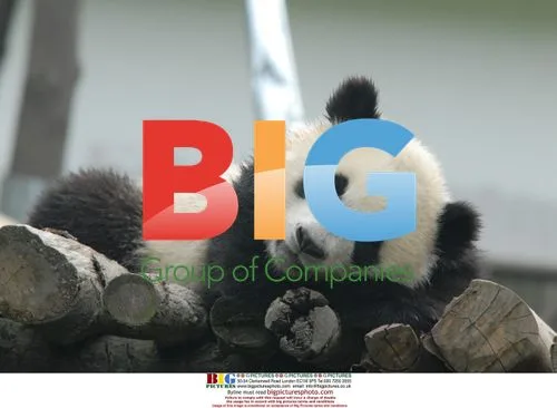 Two baby pandas playing in sunshine