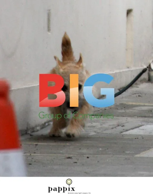 Lady Helen Taylor walks dog in London