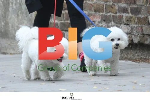 Sadie Frost walks dogs in London