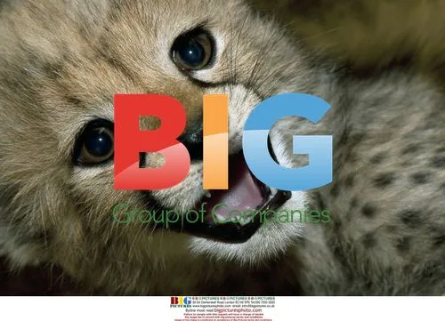 Baby cheetah at San Diego Zoo