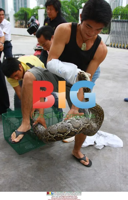 Boa Caught in Residential Area in China