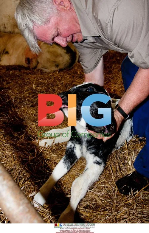 Two-headed calf born in Flamisoul, Belgium