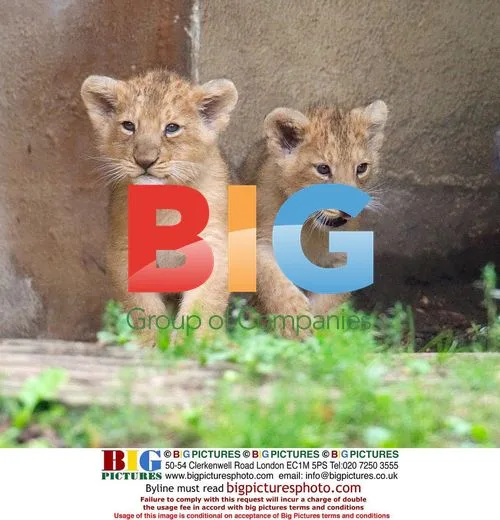 London Zoo debuts rare Asian lion cubs