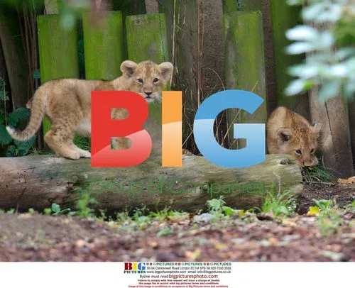 Rare Asian Lion Cubs Born at London Zoo