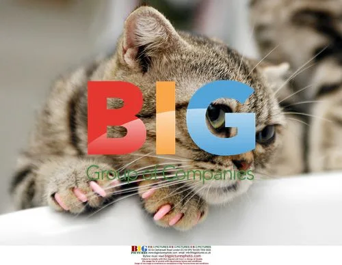 Fashionable cat in red nail wraps