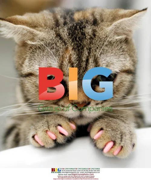 Cat Wearing Nail Wraps