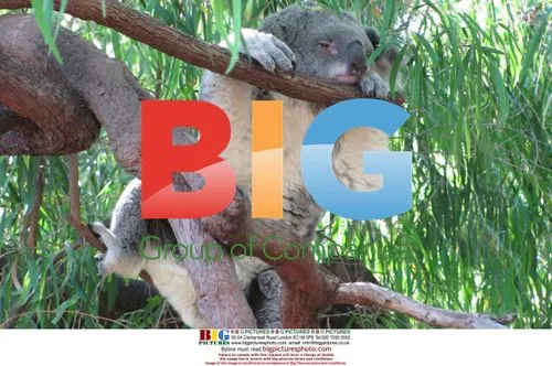 Koala Bear at Perth Zoo
