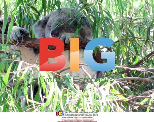Koala Bear at Perth Zoo