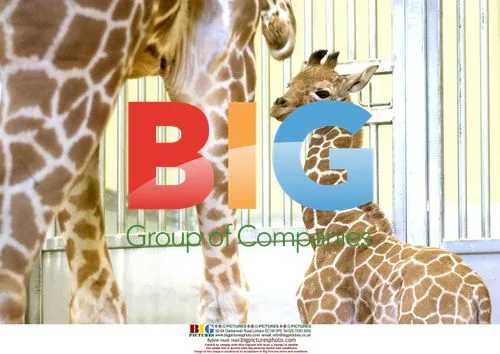 Newborn Giraffe Calf at Six Flags Discovery Kingdom