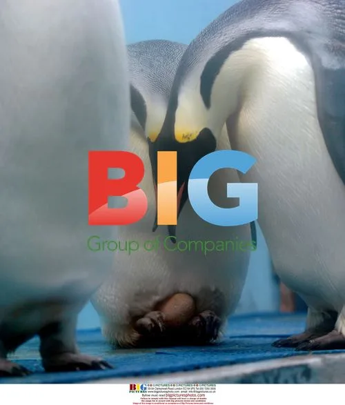 Emperor Penguin Lays Egg in China