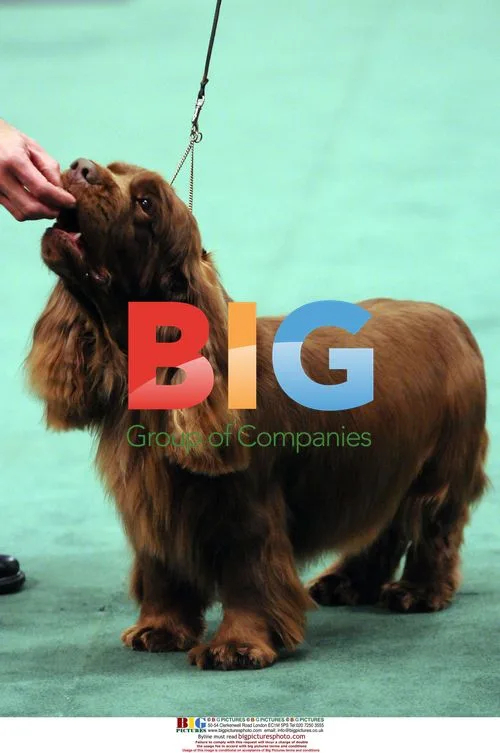 Stump the Sussex Spaniel wins 'Best In Show'