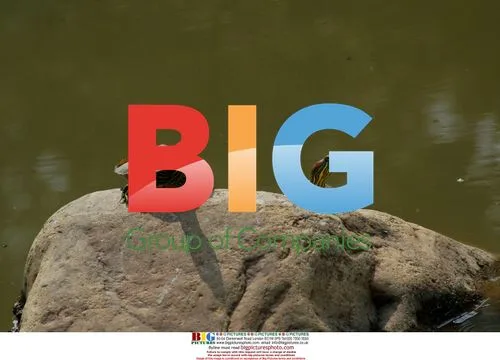 Turtles soaking up sun in China