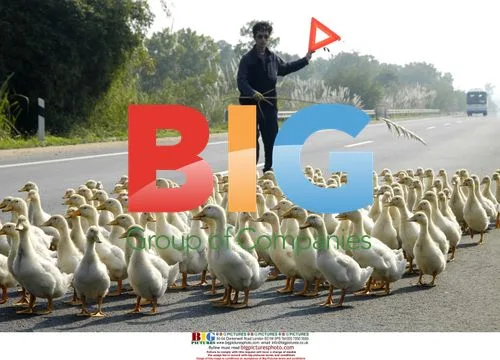 Ducks cross highway in Hainan, China