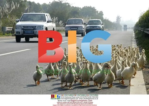 Ducks cross highway with farmers in China