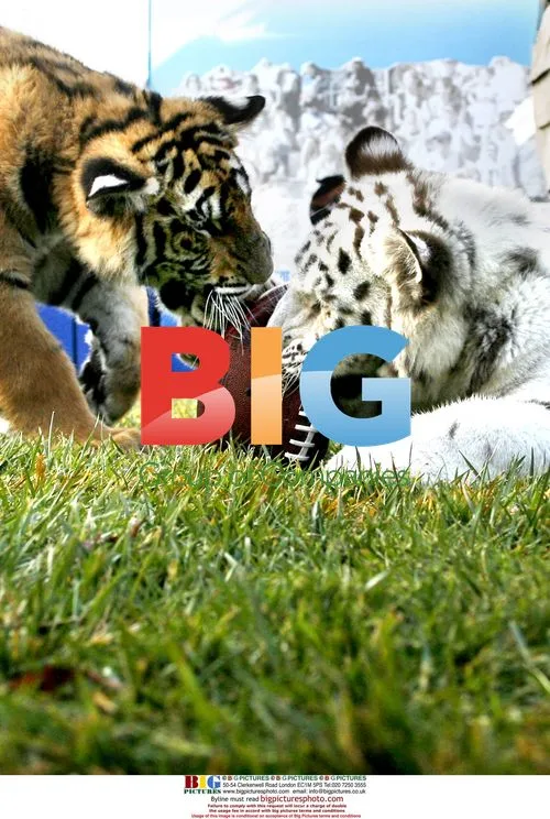 Bennie and Kurt, Bengal Tigers Play Cub Bowl
