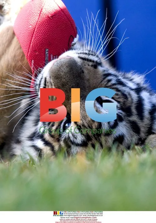Bengal tiger cub plays with NFL football