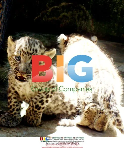 Twin panthera pardus cubs born in zoo