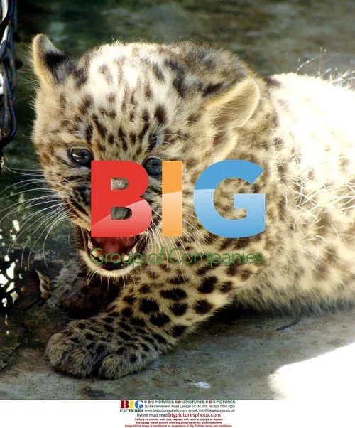 Twin Panther Cubs Born in Chinese Zoo