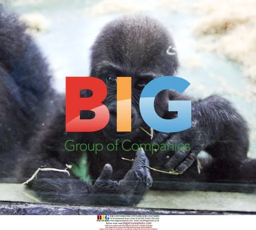 Newborn Chinese Gorilla Haibei