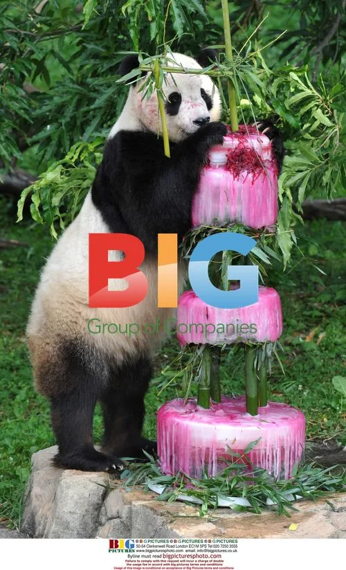 Panda Tai Shan's 4th Birthday