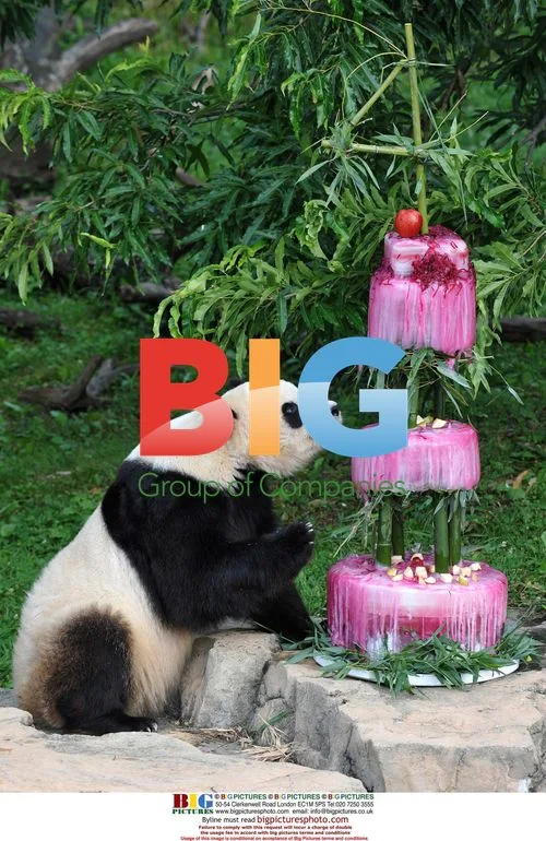 Panda Tai Shan Celebrates 4th Birthday