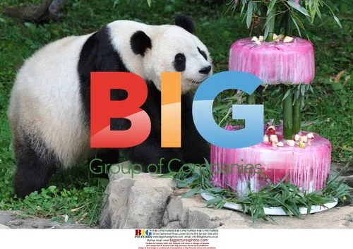 Panda Tai Shan Celebrates 4th Birthday