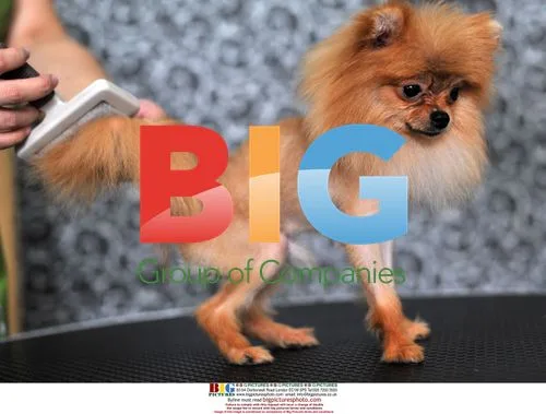 Pets get makeovers at Wuhan beauty parlor
