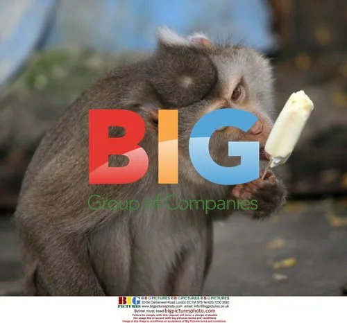 Monkey cools down with ice cream in China