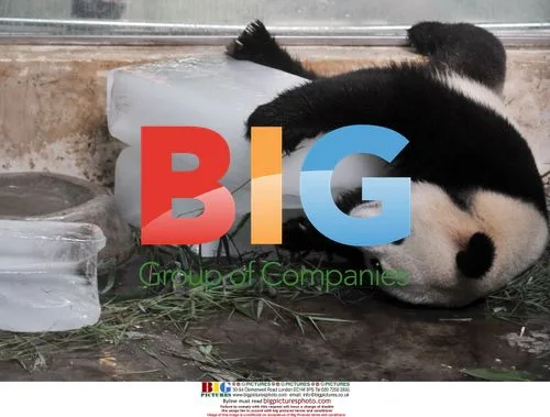 Panda cools off with ice blocks in Wuhan