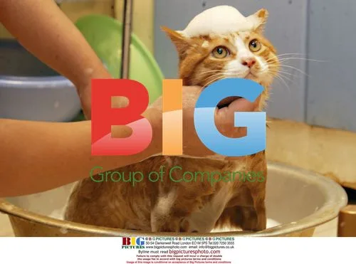 Ginger cat "Laifu" being bathed
