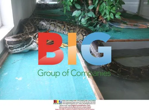 Boa Constrictor Swallows Hen