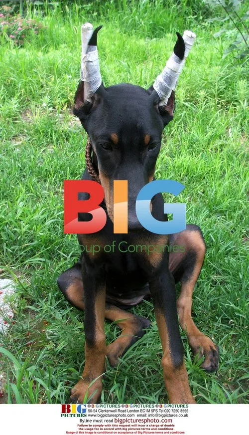 Dog Resembles Cattle After Face-Lifting