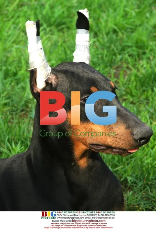 Pet dog looks like cattle after face-lifting